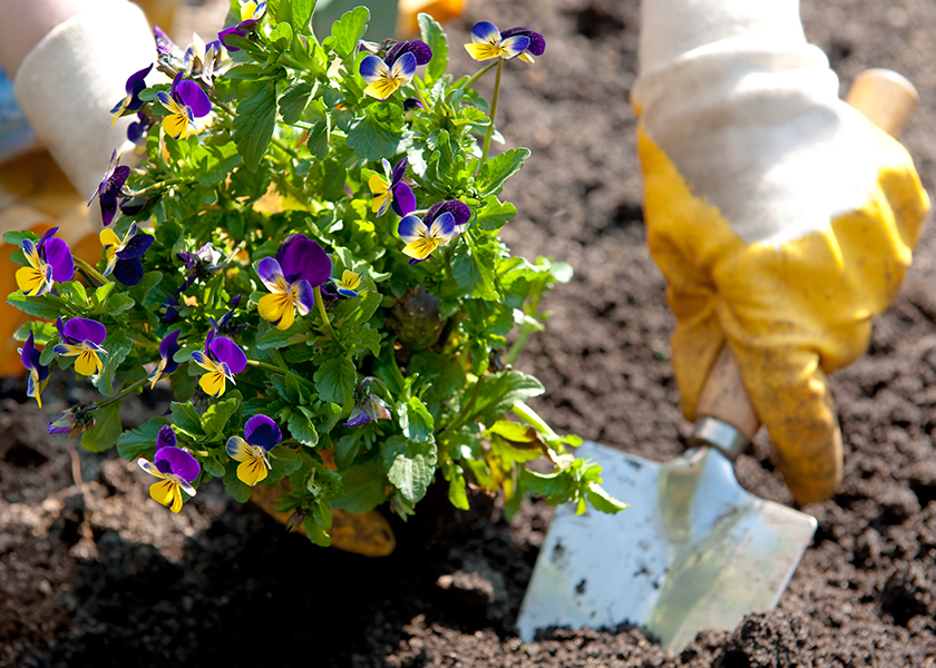 花壇植え替えイメージ