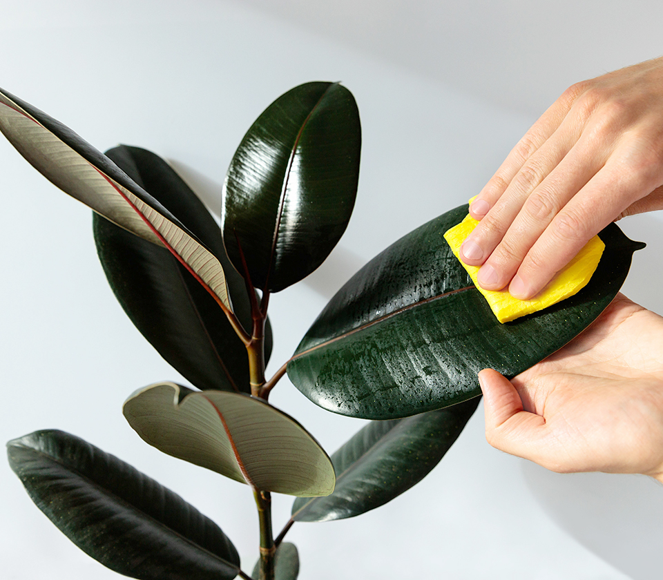 植物の状態をチェックイメージ
