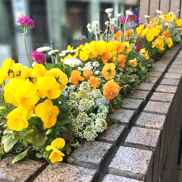 歯科クリニックの常設花壇を毎月交換、植え替えします。患者さまにも好評ですとのお声を頂いています。