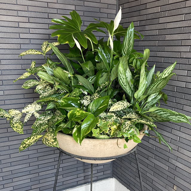 デザイナーズマンションのエントランス装飾(春)<br>オーナー様のご依頼で、年間通してグリーン多めの寄せ植えです。