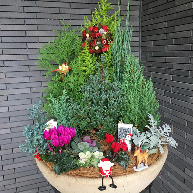 デザイナーズマンションのエントランス装飾(冬)<br>ツリーに見立てたコニファーにサンタクロースやリースを添えてクリスマスを演出。