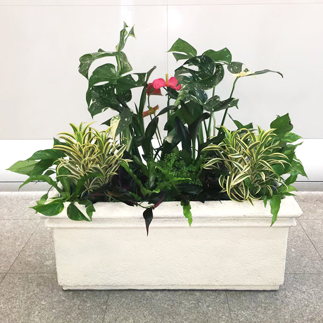 大規模マンションのエントランスロビーの草花装飾毎回お花を必ず入れるオーダーです。(この時は真ん中の赤いアンスリウム)