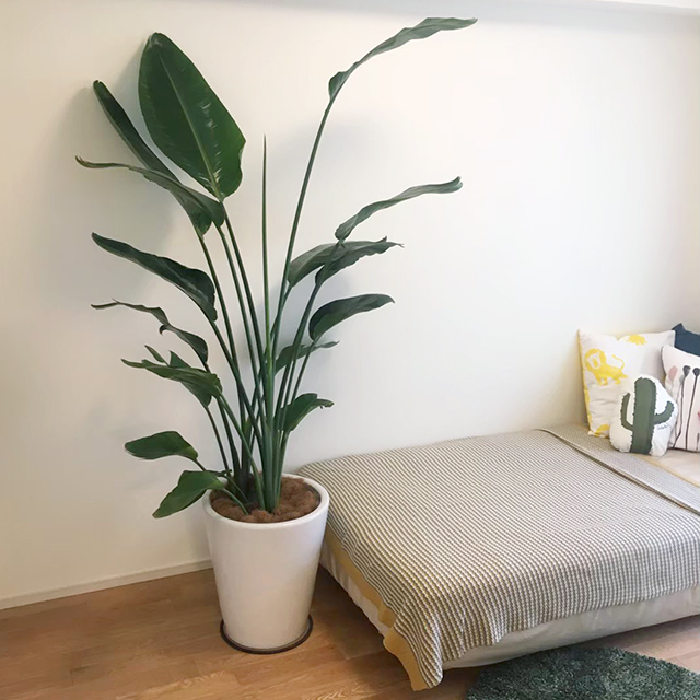 マンションのモデルルームの寝室に配置しました。葉が大きく広がる観葉植物は存在感があります。